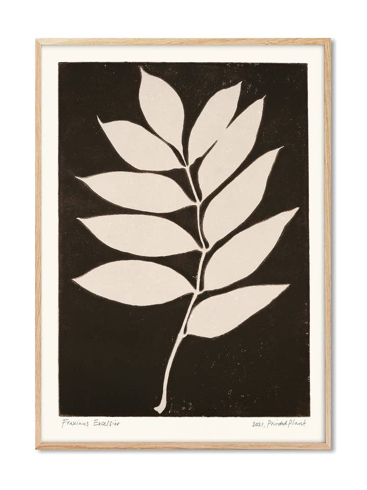 Fraxinus Excelsior II - PrintedPlant for wholesale by PSTR Studio