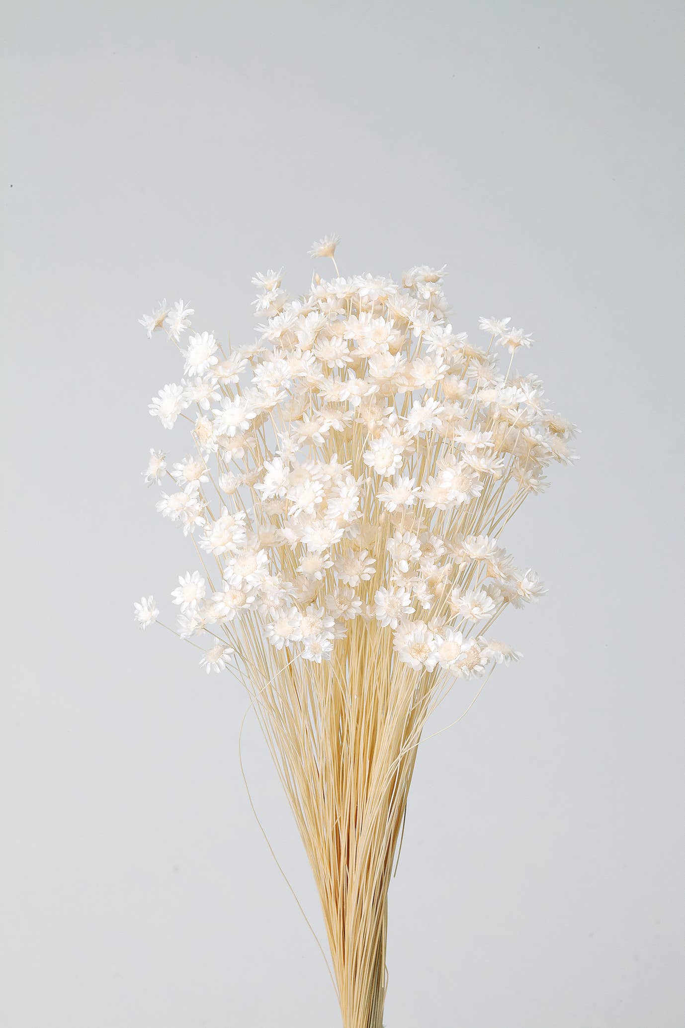 2626 Designs - Wholesale Dried/Pressed Flowers - Dried Preserved Star Flower Blossom Bouquet0