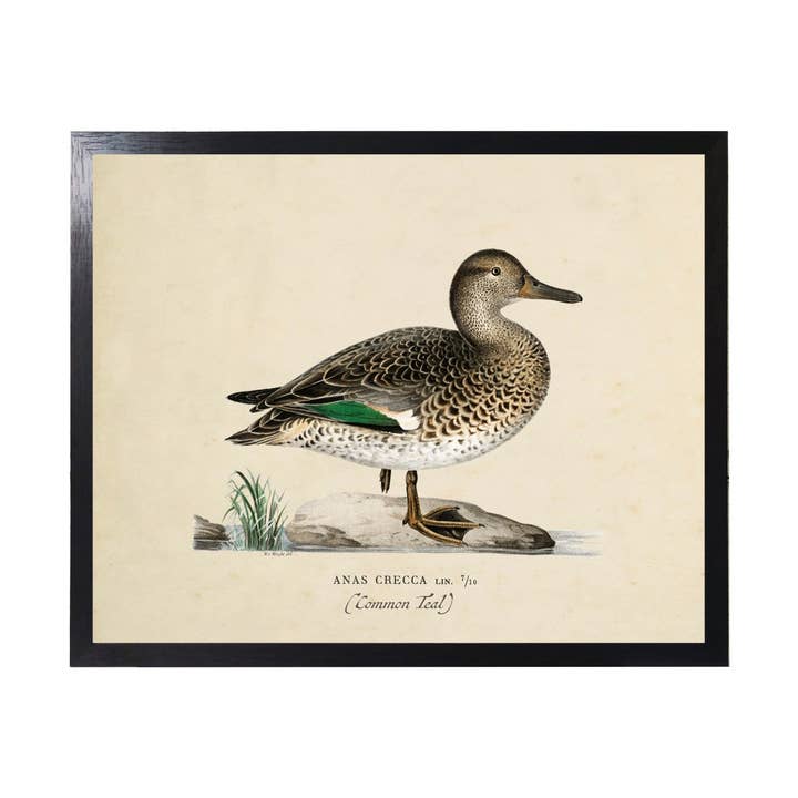 Vintage Bookplate Common Teal Duck for wholesale by Antique Curiosities Inc