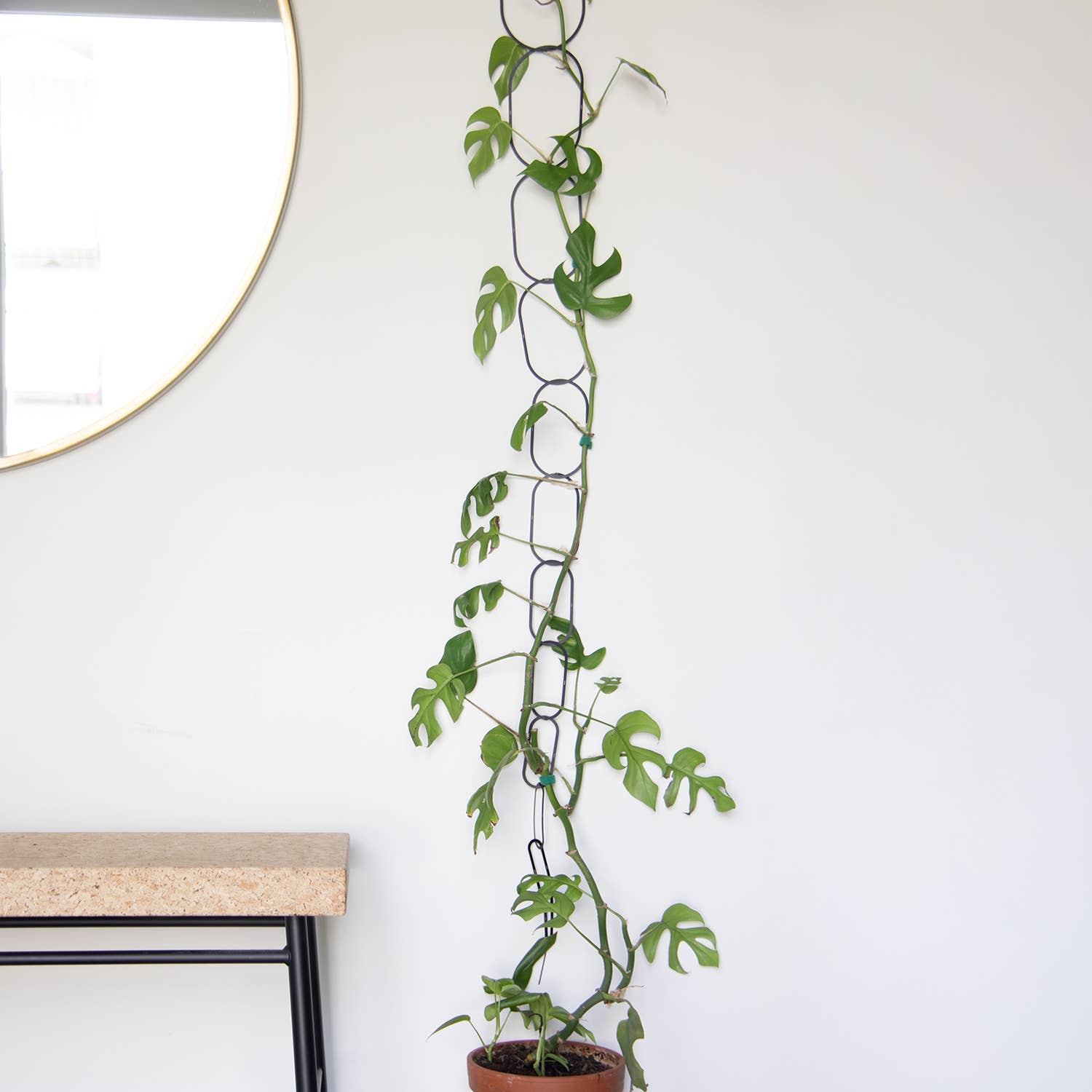 Botanopia - gifts , decor and cards for plant lovers - Wholesale Trellis - Black Brass Chain - Plant Support for climbing plants4