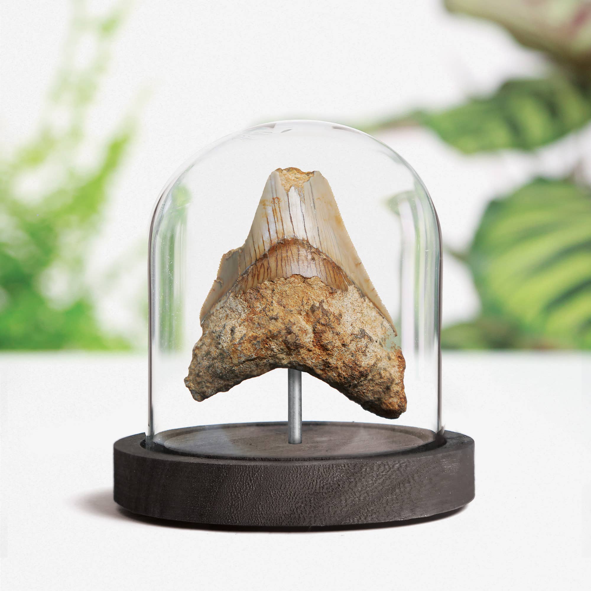 Curated Studio - Wholesale Decorative Tabletop Object - Megalodon Fragment Bell Jar Authentic Fossil Home Decoration