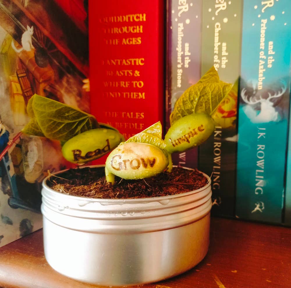 Live Love Bean - Wholesale Plant seeds - Magic Beans (Engraved Seeds) - Loose7