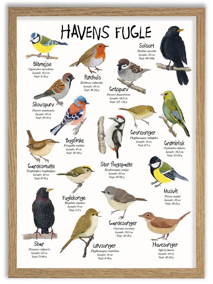 Birds of the Garden A3 poster for wholesale by Mouse and Pen Illustration ApS