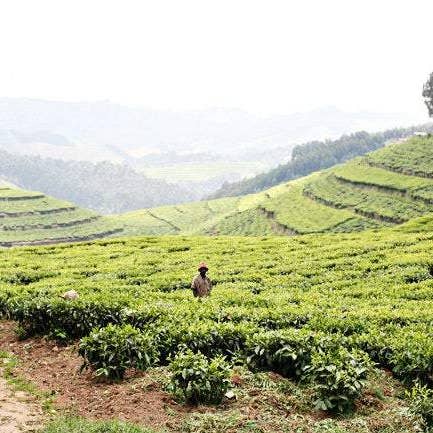 What's the Tea // Rwanda for wholesale by Alison Holcomb Creative