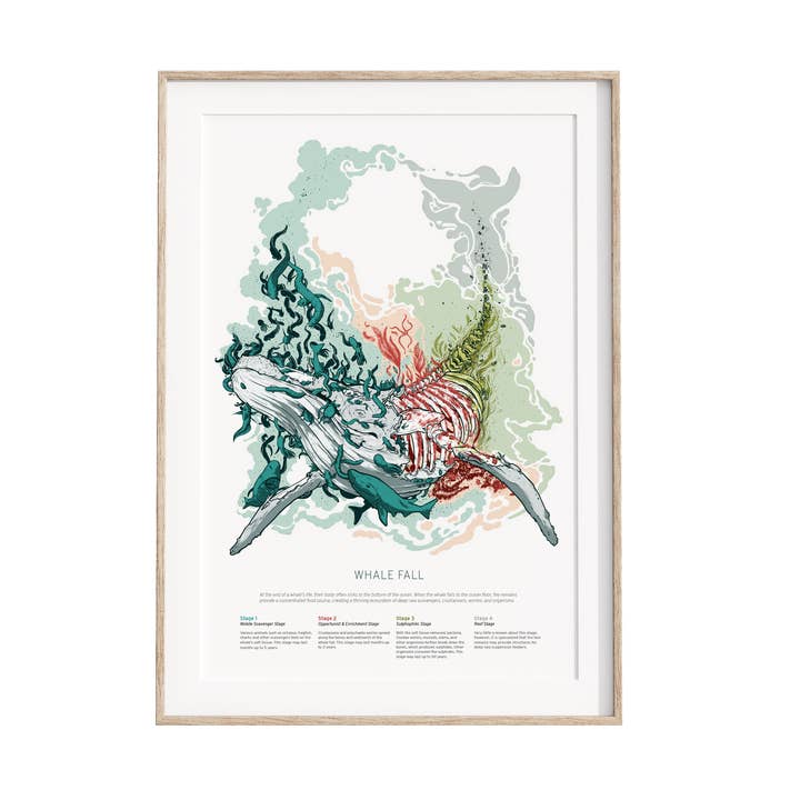 Whalefall - Coastal Food Web Art Print for wholesale by Amanda Key Design