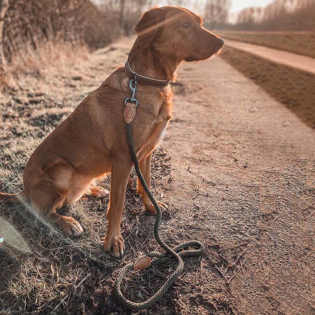 ne&no - Wholesale Pet Leash - Dog - ne&no® Design City Leash from Rope – 120 cm - fixed Dog Leash18