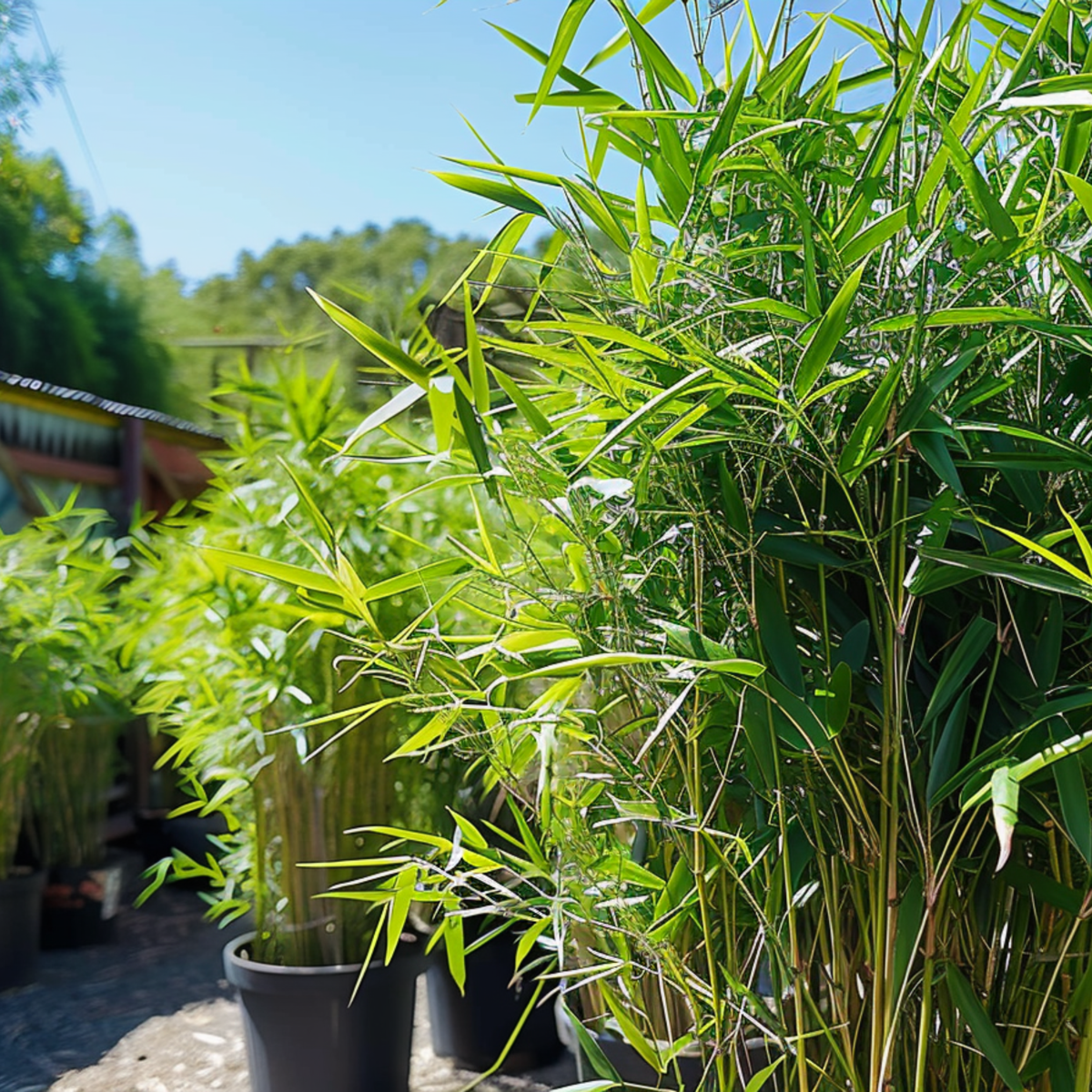 Oasis of Life - Wholesale Live Plant - Bamboo Fargesia nitida Black Dragon – 3 plants – Height 25-40cm – Ø14cm – Non-invasive privacy bamboo with black culms – Hardy garden plant for hedge, bed & container1