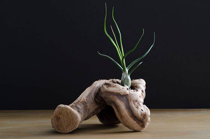 The Artizan Way - Wholesale Live Plant - Tillandsia Bulbosa - Guatemala | Live Air Plant6