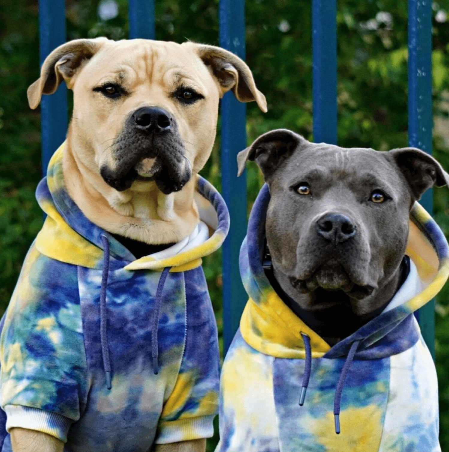 Spark Paws - Wholesale Pet Hoodie - Dog - Velvet Dog Hoodie - Nova2