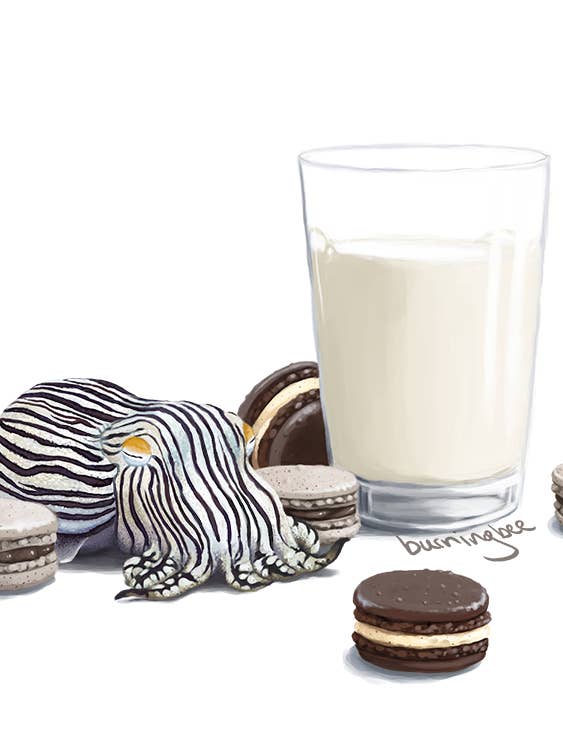 A Glass Of Milk, French Macarons, & A Pyjama Striped Squid for wholesale by Burning Bee Illustration