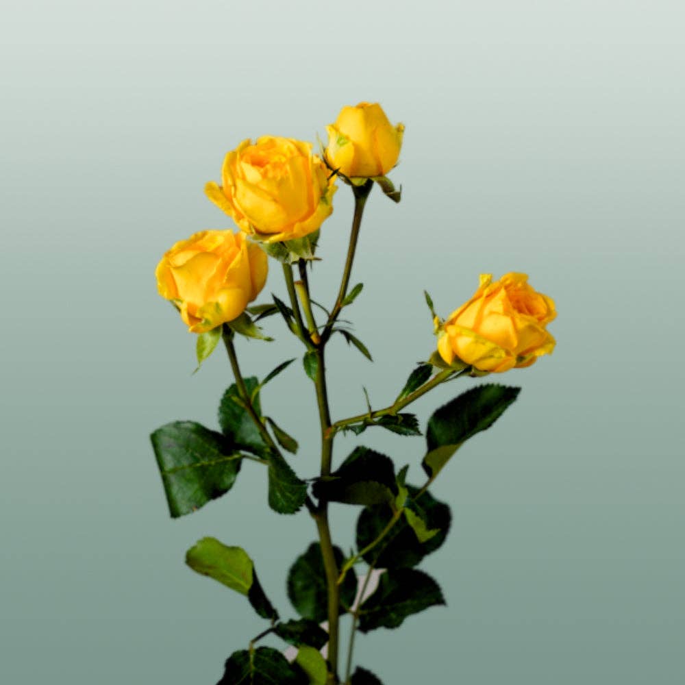 Pink Spray Rose Ramona for wholesale on Faire1