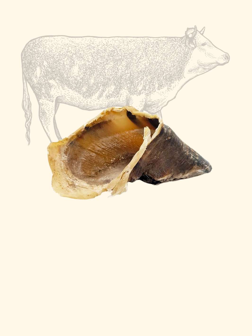 Truffe Délice - Venta al por mayor Hueso/rollito masticable - Perros - Zueco de buey2