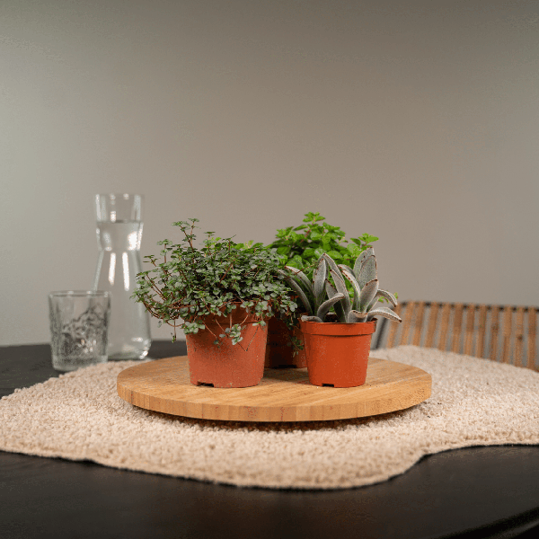 Oasis of Life - Wholesale Succulent - Succulent Mix – Set of 18 – Ø8.5cm x H10cm – Various Species in Plastic Pot – Easy-Care Mini Plants – For Windowsill, Office & DIY Decor1