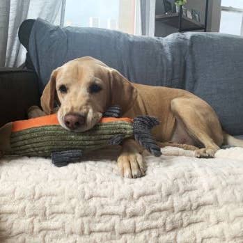 Tall Tails - Wholesale Pet Plush Toy - Dog - Tall Tails Plush Fish Squeaker Toy - 12"3