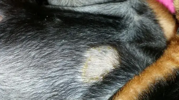 Beratungs & Vertriebsagentur Schmidt – wholesale Kosttillskott för husdjur - Hund – Anti svamp kvalster hund7