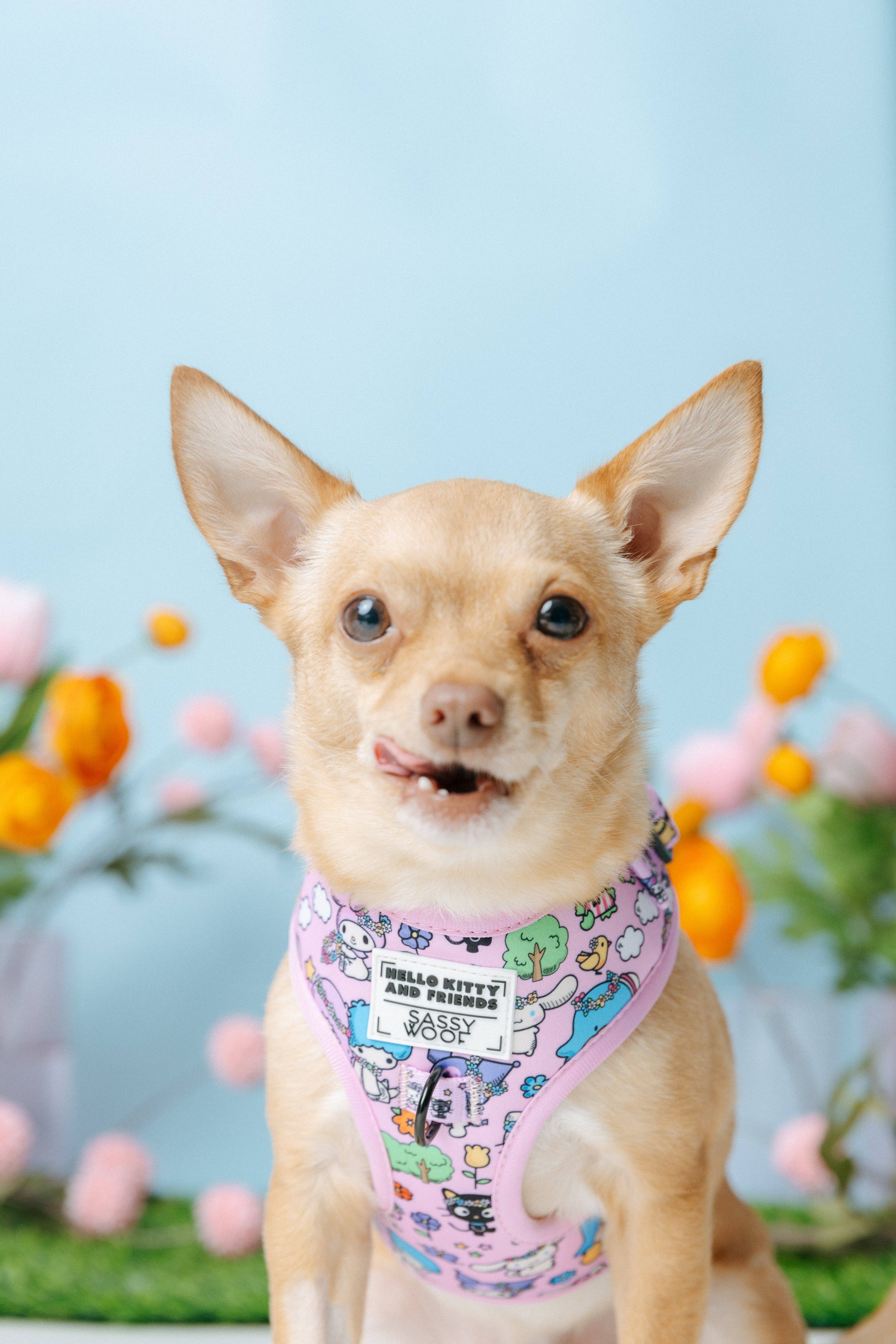 SASSY WOOF - Wholesale Pet Harness - Dog - Dog Adjustable Harness - Hello Kitty® & Friends Flower Festival16
