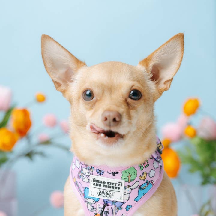 SASSY WOOF - Wholesale Pet Harness - Dog - Dog Adjustable Harness - Hello Kitty® & Friends Flower Festival16