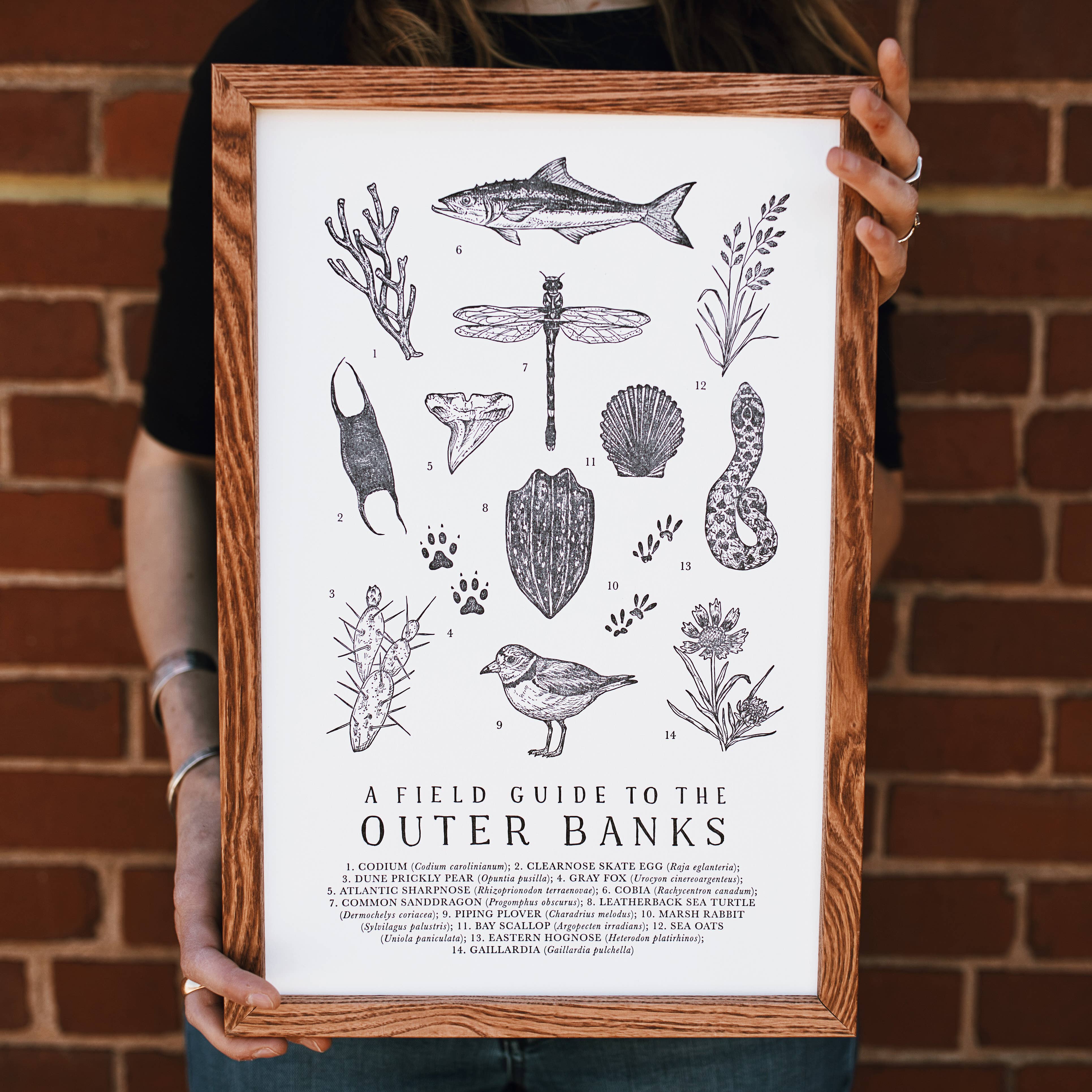 The Wild Wander - Wholesale Art Print - Outer Banks Field Guide1