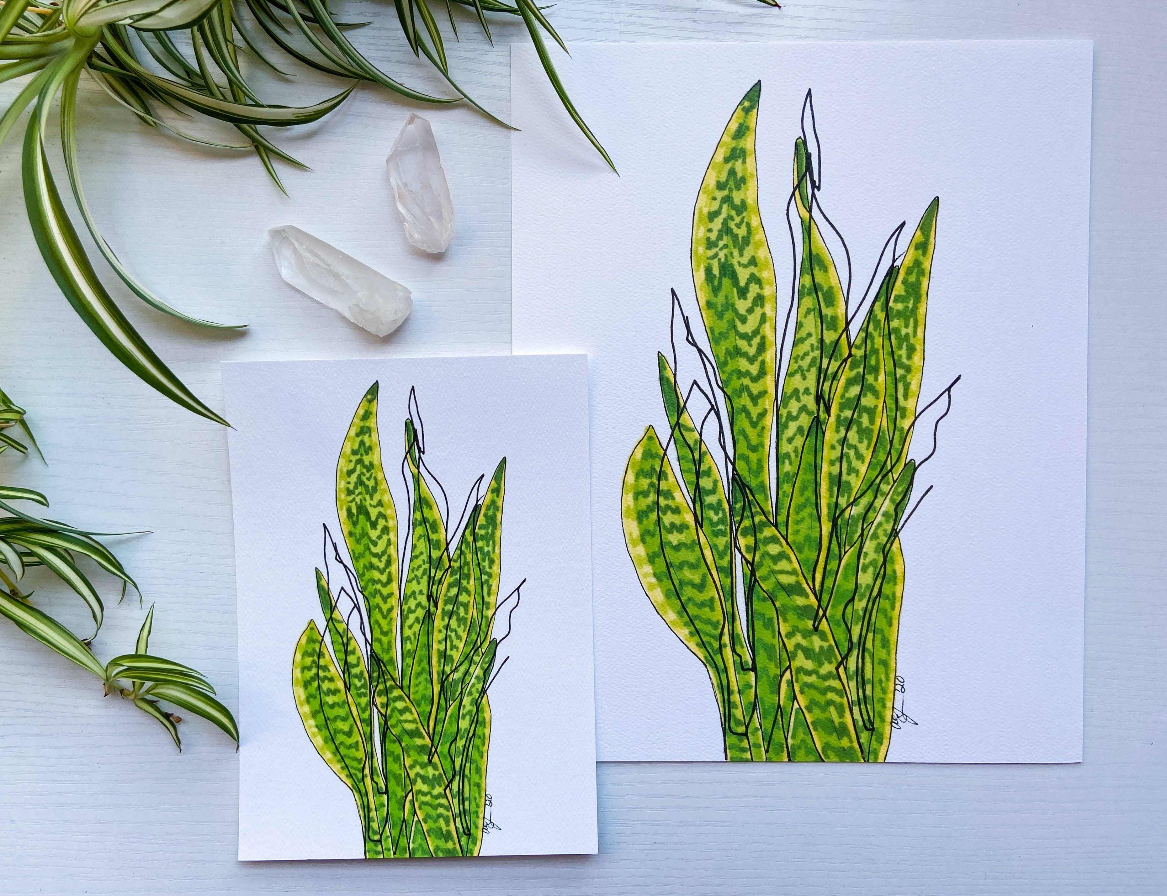 AEJ.CREATE - Wholesale Art Print - Archival Houseplant Art Print - Snake Plant3