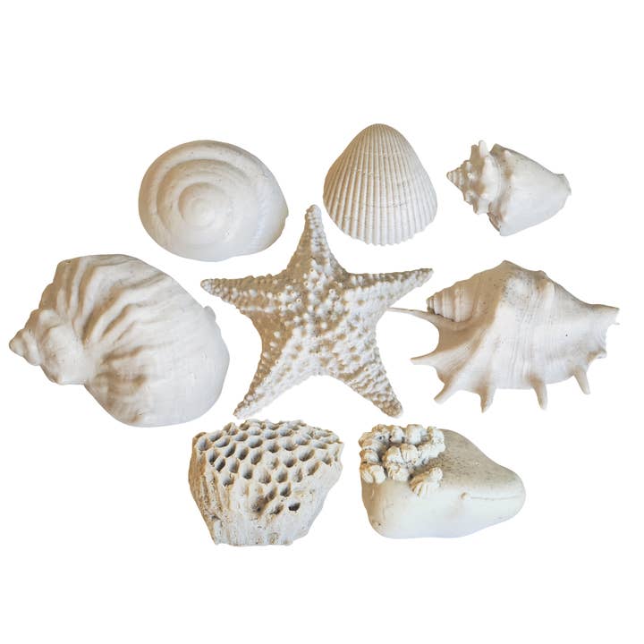 LOT DE 8 SAVONS - Dead Sea | Savon Seashell (NON PARFUMÉ) pour la vente par Seashell Soap