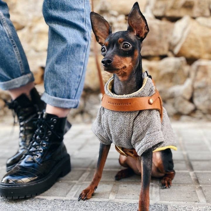 Molly and Stitch - Wholesale Pet Harness - Dog - Butter Leather Dog Harness - Sahara Cognac6