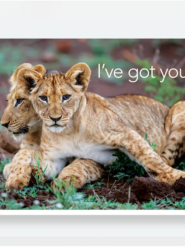 Cubs for wholesale by Tribal Message