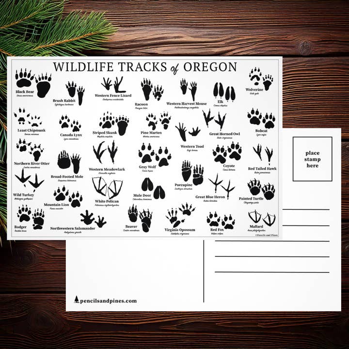 Carte postale des traces de la faune de l'Oregon pour la vente par Pencils and Pines