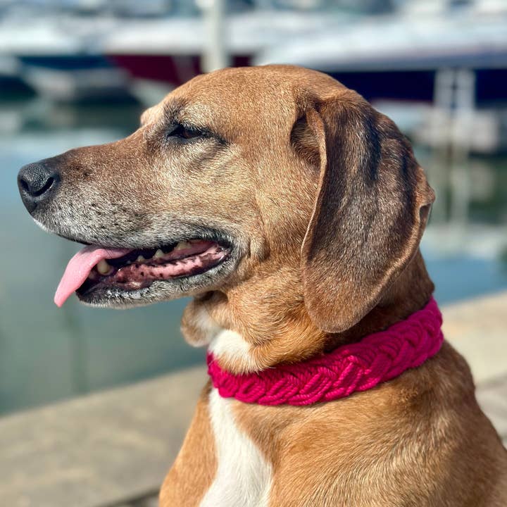 BAYDOG - Wholesale Pet Collar - Dog - Seaside Dog Collar