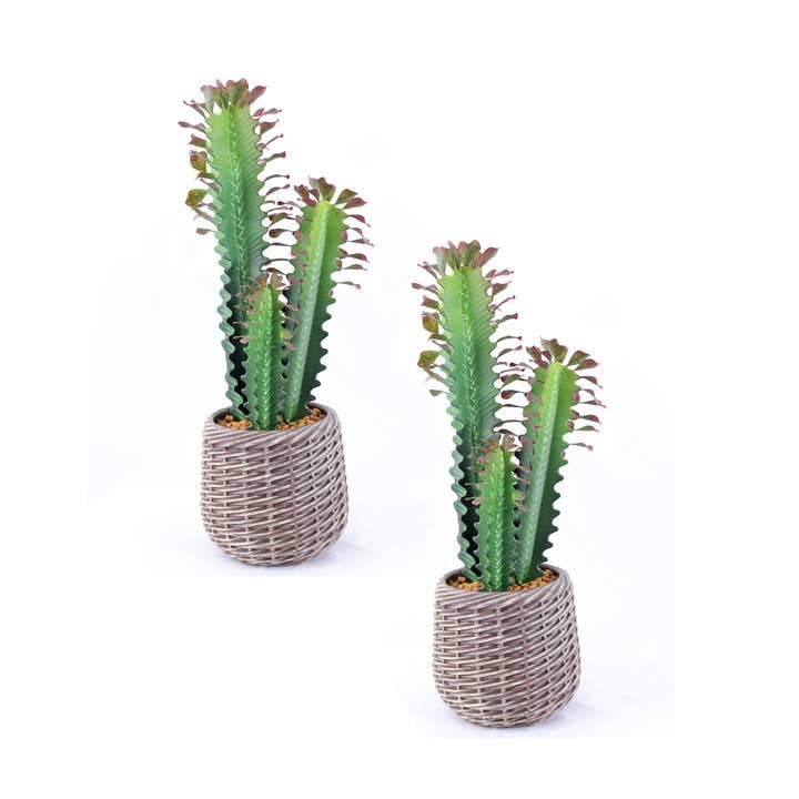Confezione da 2 piante artificiali di euforbia cactus da 24" in vasi intrecciati per la vendita all'ingrosso da parte di Vintage Home