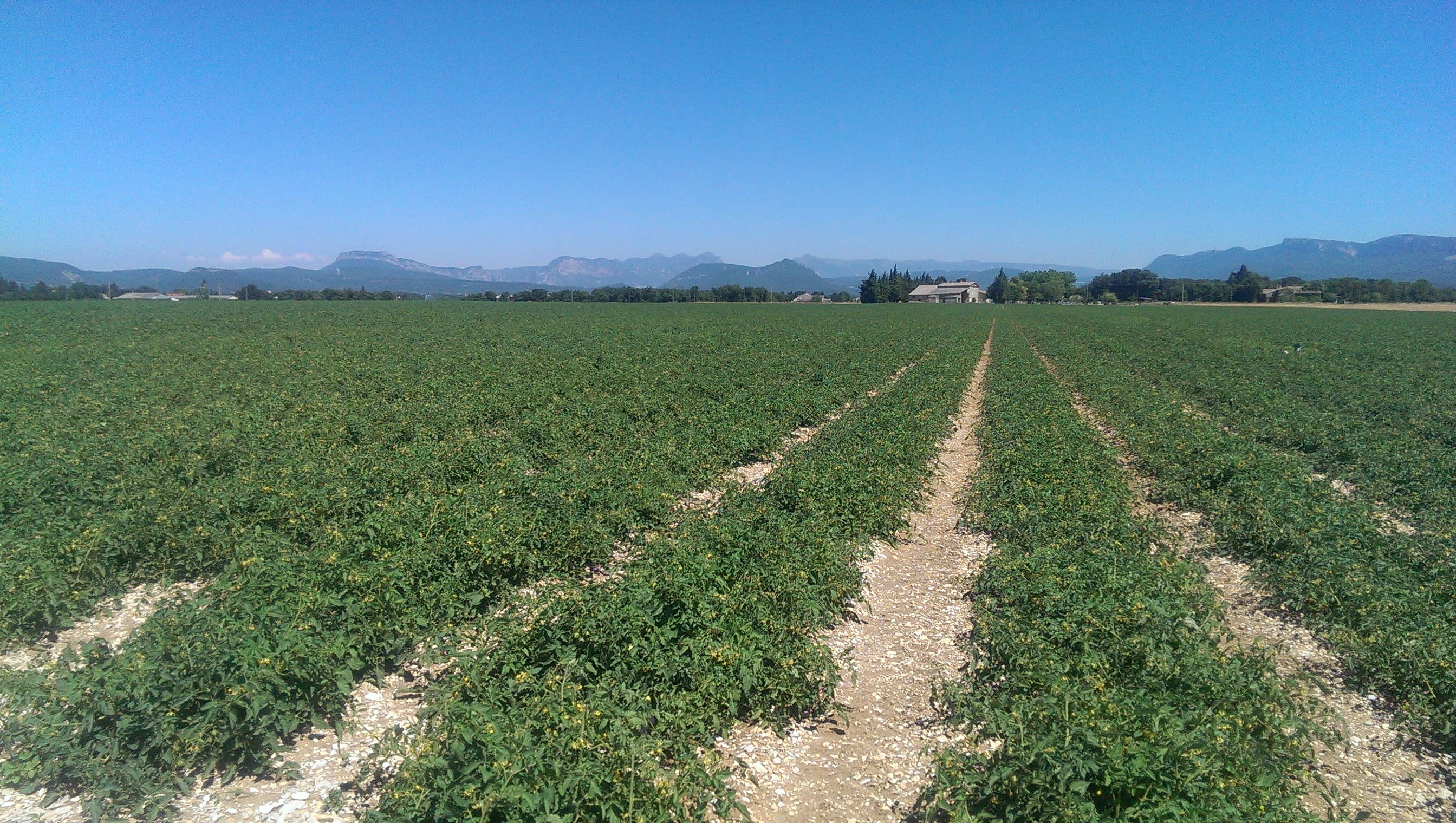 CONSERVES GUINTRAND - Wholesale Sauce - Whole peeled tomatoes with juice PG 720 ml (jar)2