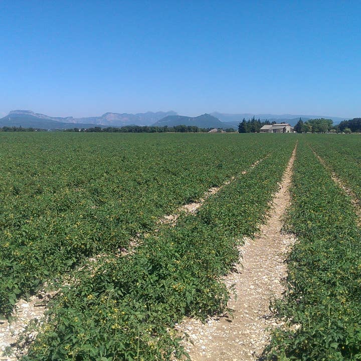 CONSERVES GUINTRAND - Wholesale Sauce - Whole peeled tomatoes with juice PG 720 ml (jar)2