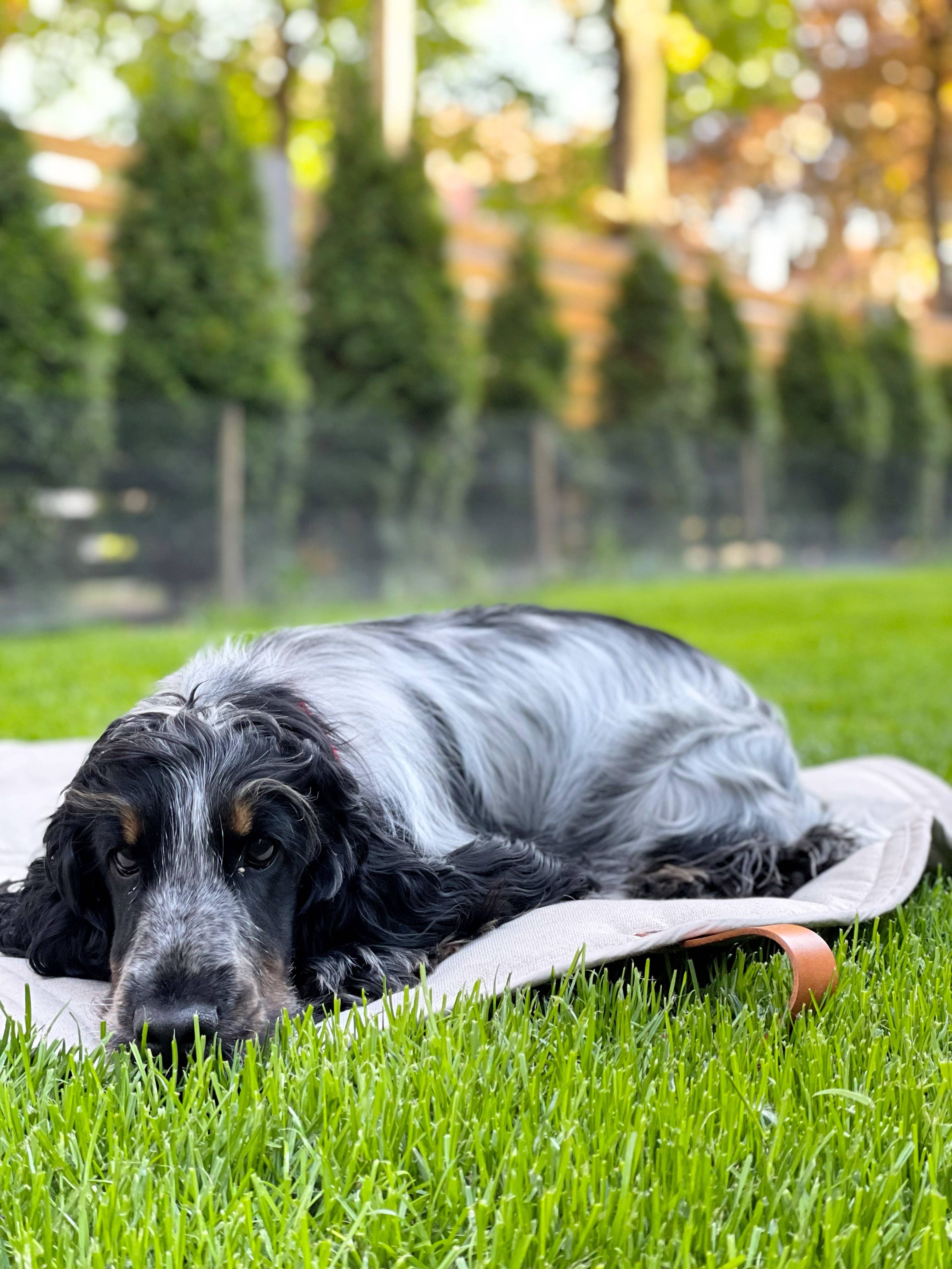 Labbvenn – Engroshandel Kæledyrsmåtte – Hund – Okka kompakt og alsidig rejsemåtte til kæledyr20