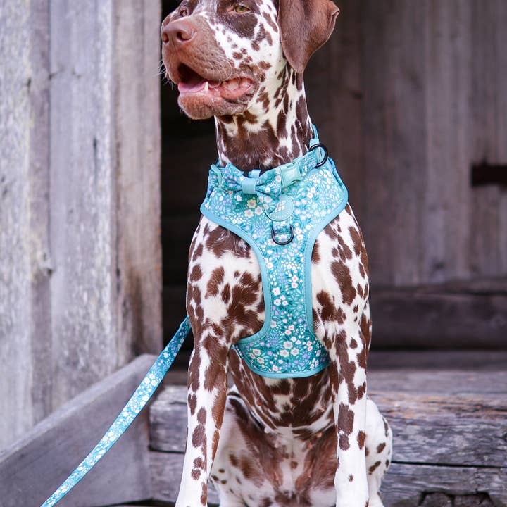 WYLD CUB - Wholesale Pet Harness - Dog - Adjustable Dog Harness: Notting Hill Mint14