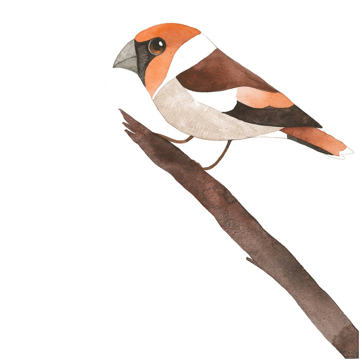 Matt Sewell Hawfinch Bobble Hat for wholesale on Faire4