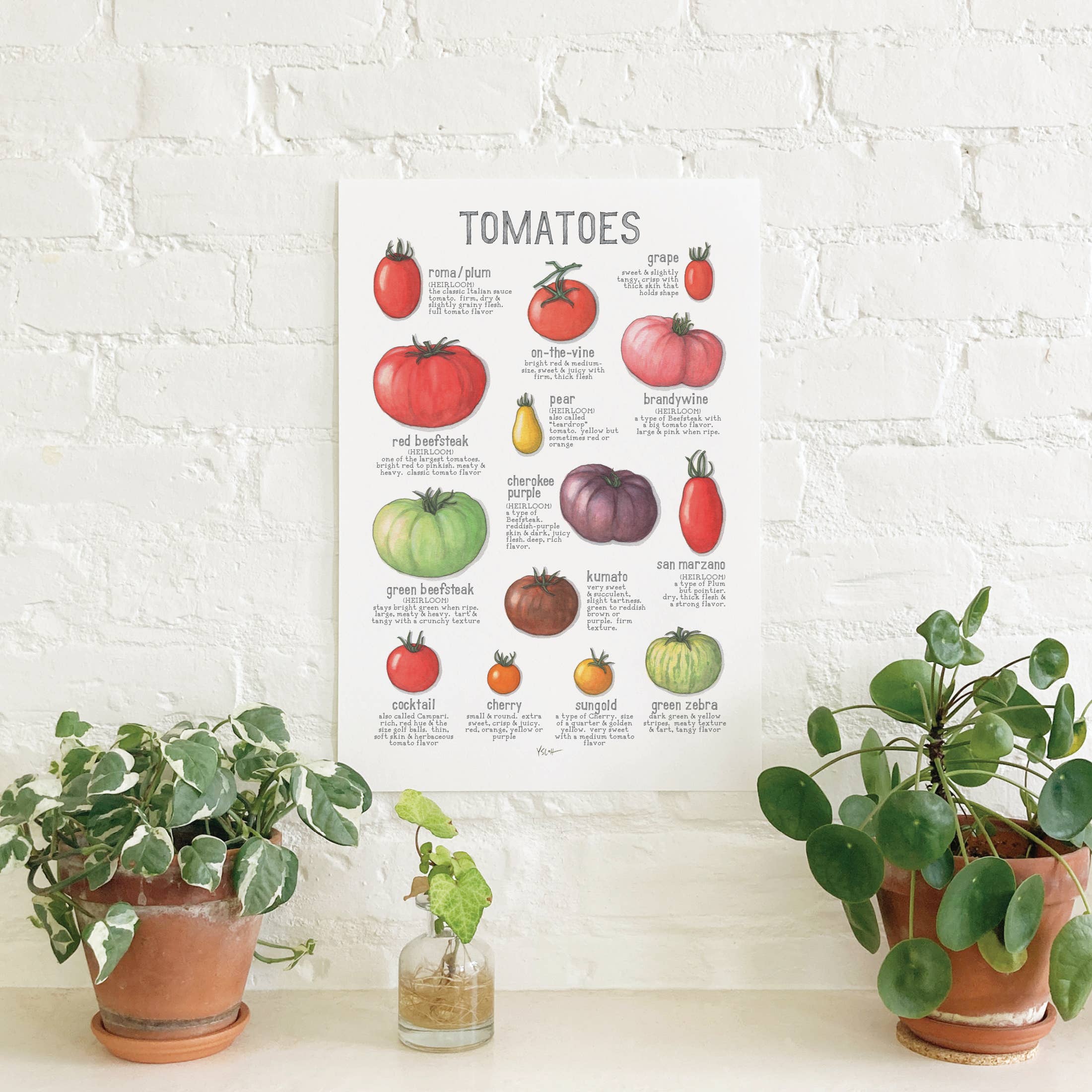 Yeesan Loh - Wholesale Poster - Poster / Vegetables . Tomatoes1