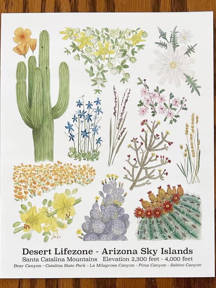 Desert Lifezone Print for wholesale by Brushes and Boots