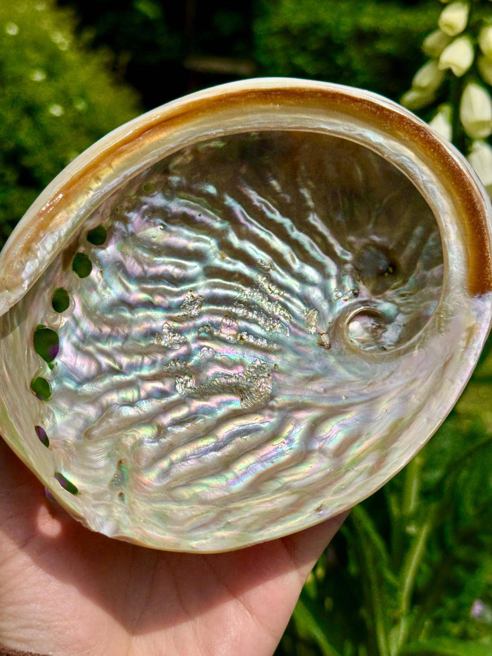 Elf Kendal Hippies - Wholesale Spiritual Stone/Crystal - Abalone shell 10cm Abalone shell 4 inch Paua shell by Elf UK3