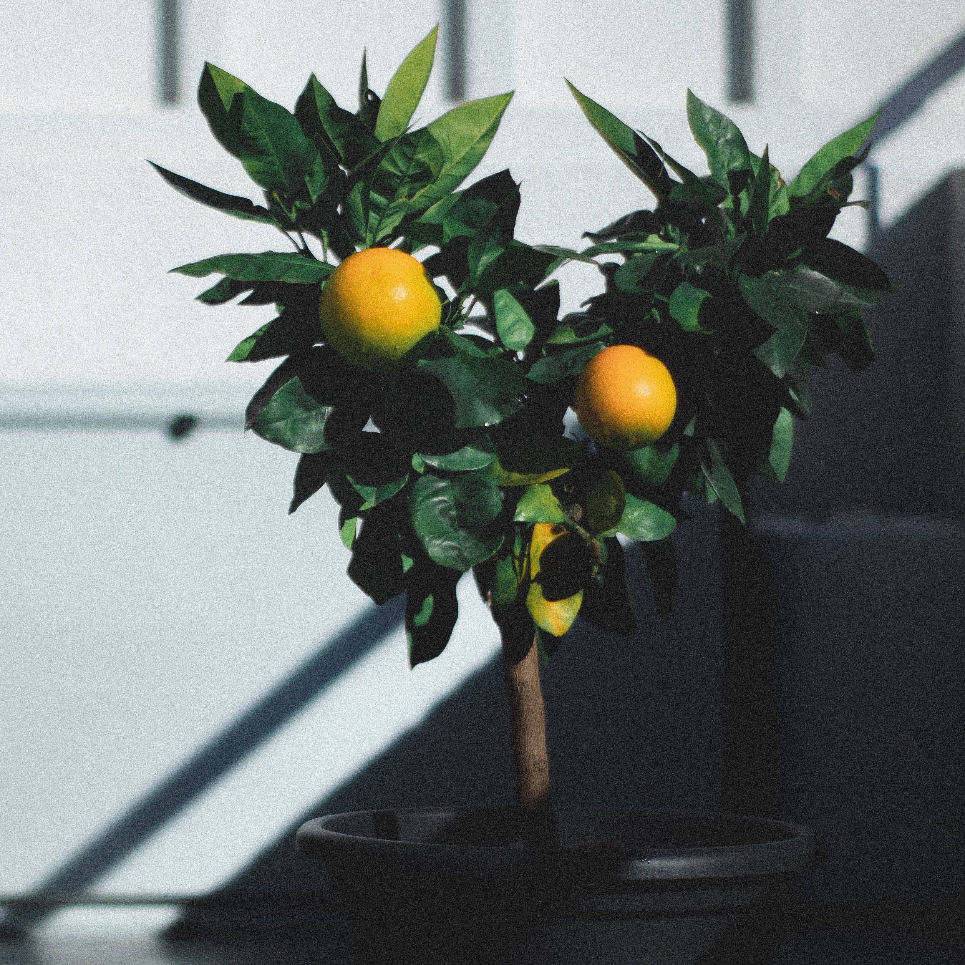 Lil Plot - Vendita all'ingrosso Piante vive - Kit per Coltivare un Albero di Limoni5