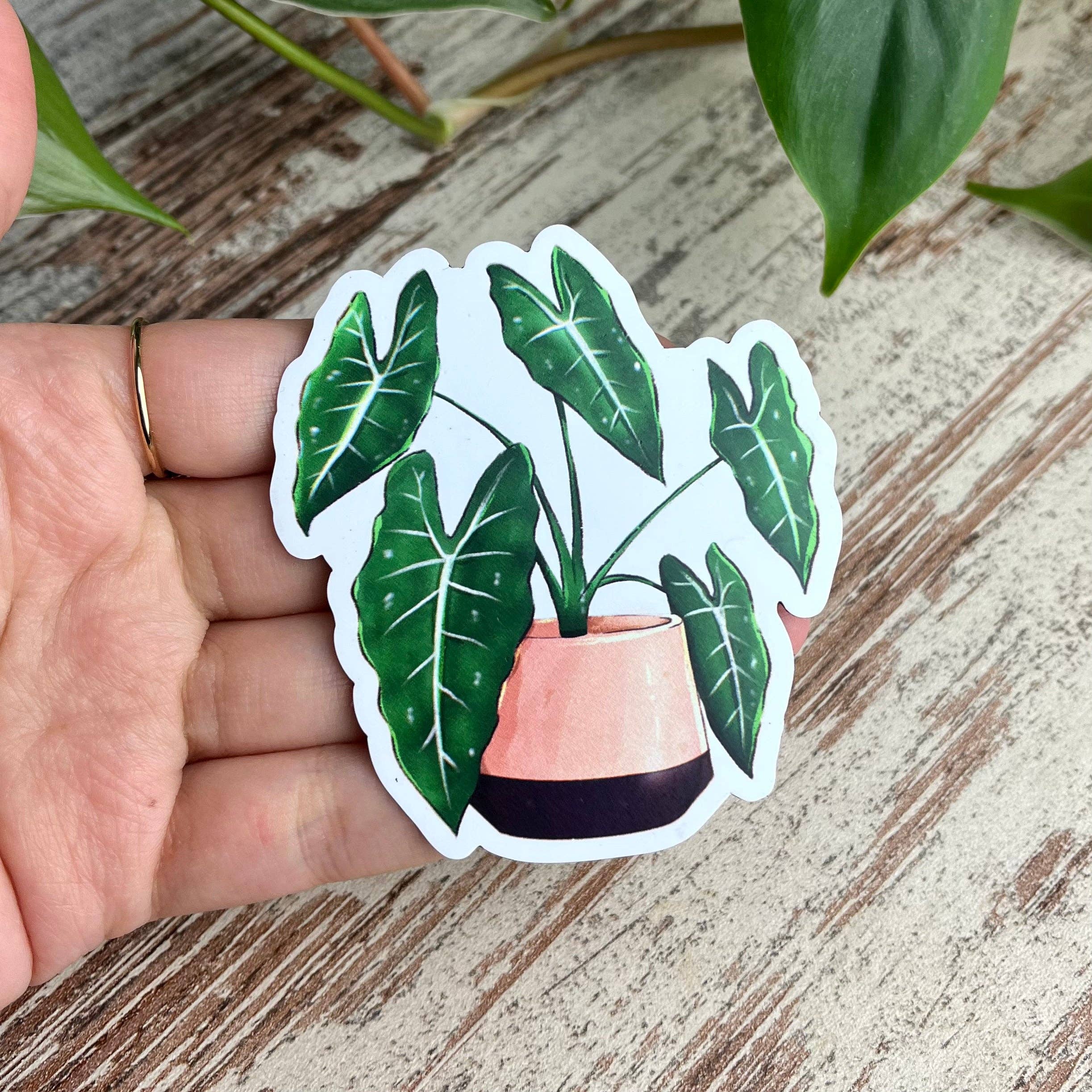 plantyintroverts - Wholesale Magnet - magnet - Alocasia Frydek5