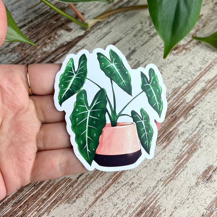 plantyintroverts - Wholesale Magnet - magnet - Alocasia Frydek5