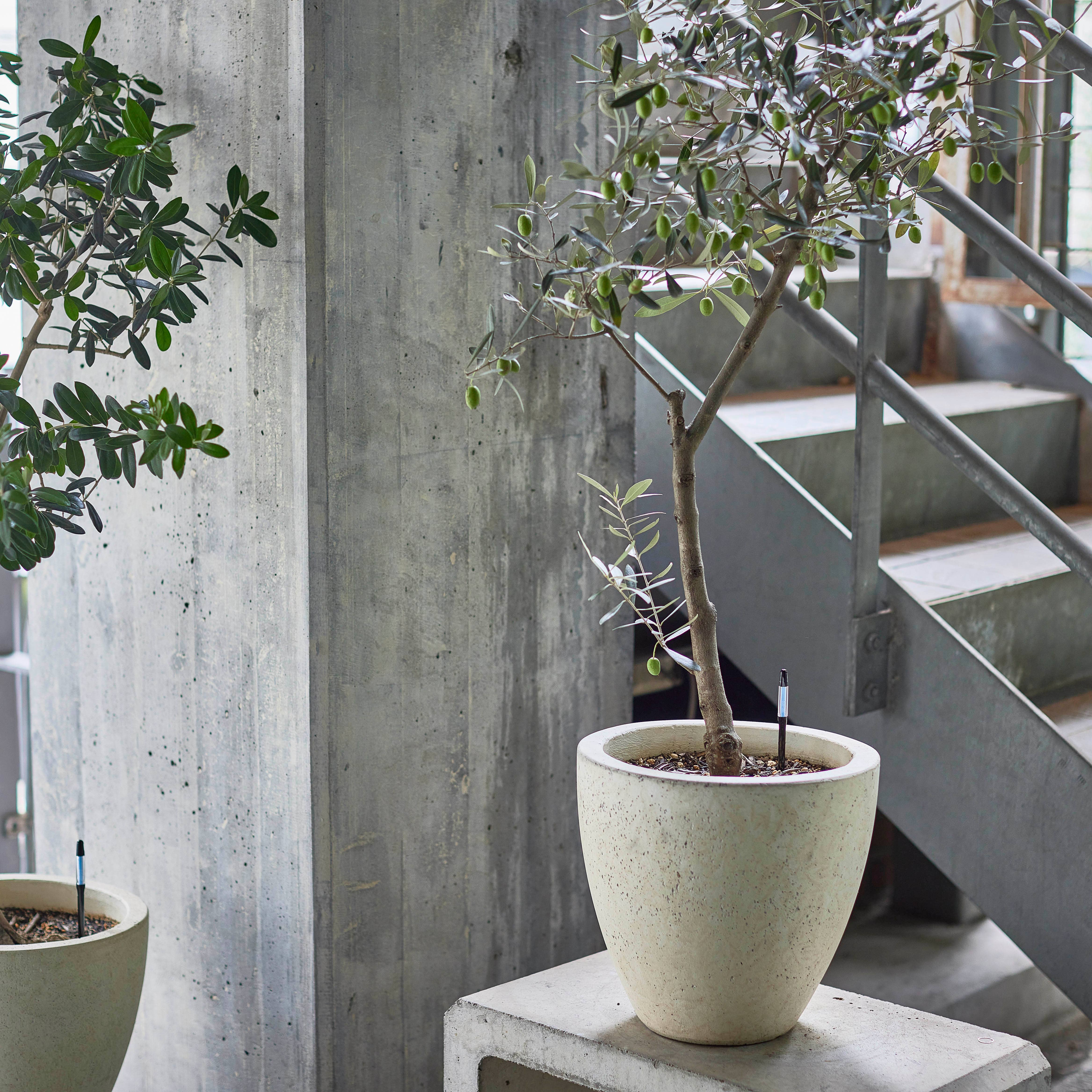 SUStee U.S. & Canada IPPINKA - Vente Outil de jardinage - Sustee Aquameter, humidimètre du sol (noir, moyen)1