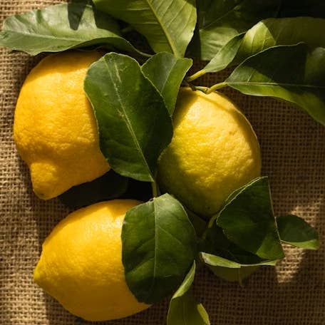 Maison Bruyere - Wholesale Cookie - Lemon Meltaway Cookies 3