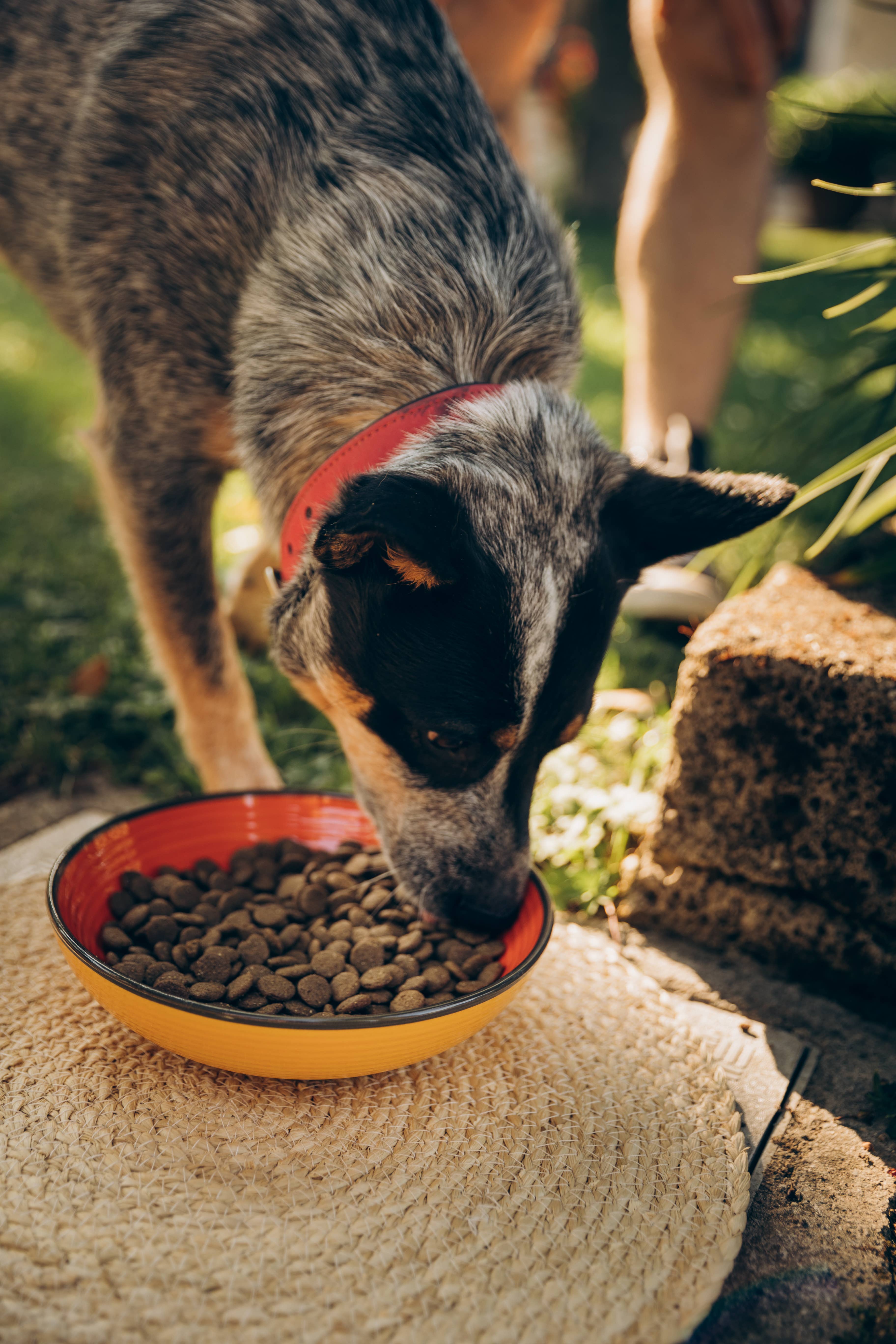 Perla PetFood - Wholesale Pet Food - Dog - Sensitive Adult Dog Kibble - Scottish Salmon4