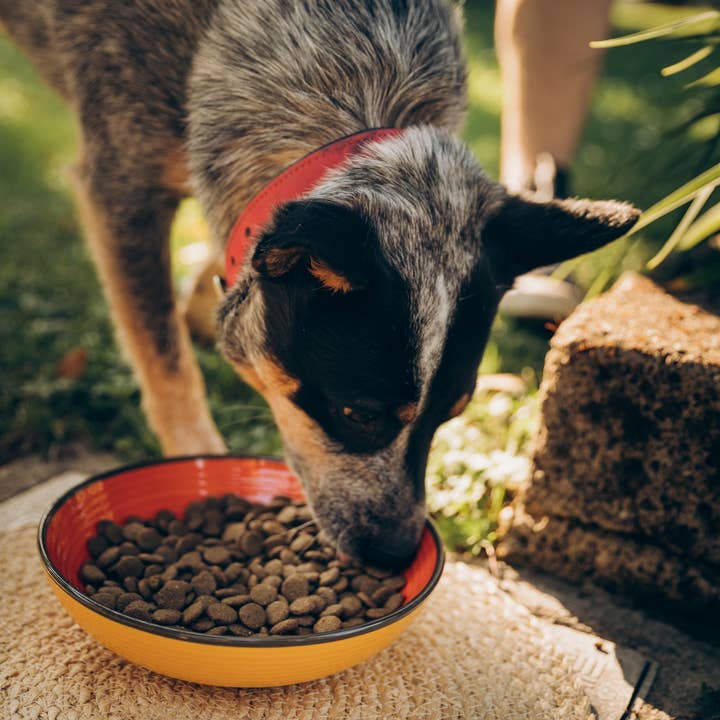 Perla PetFood - Wholesale Pet Food - Dog - Sensitive Adult Dog Kibble - Scottish Salmon4