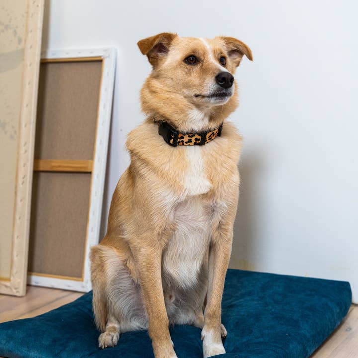 Rexproduct Sp. z o.o. Sp. k. – Engroshandel Seng - Hund – Hundeseng Rexproduct Blød, økologisk pude, farver16