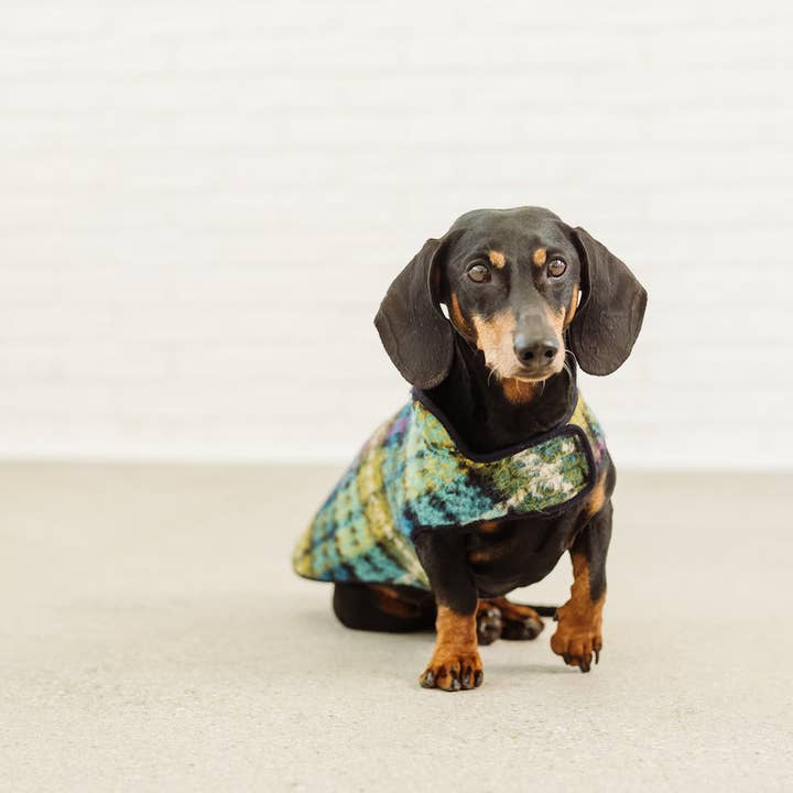 Dachshund Couture - Wholesale Pet Coat - Dog - Dachshund coat Chagall tartan