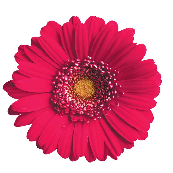 Next Innovations - Wholesale Wall Accent - Gerber Daisy Wall Art