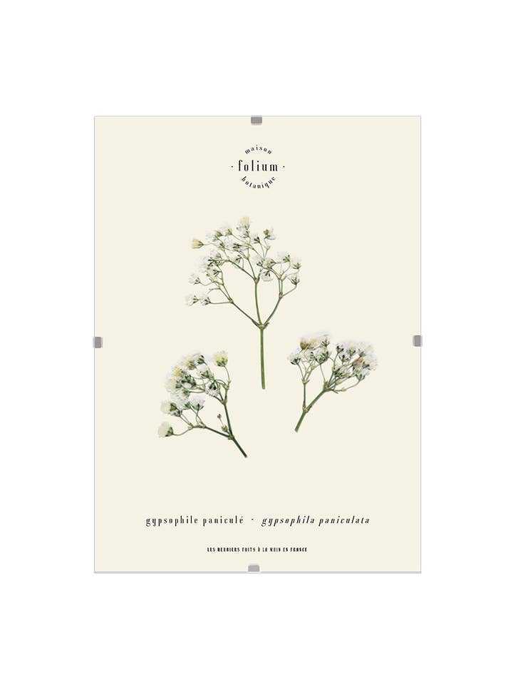 No. 17 · The Gypsophila for wholesale by Folium - Maison Botanique
