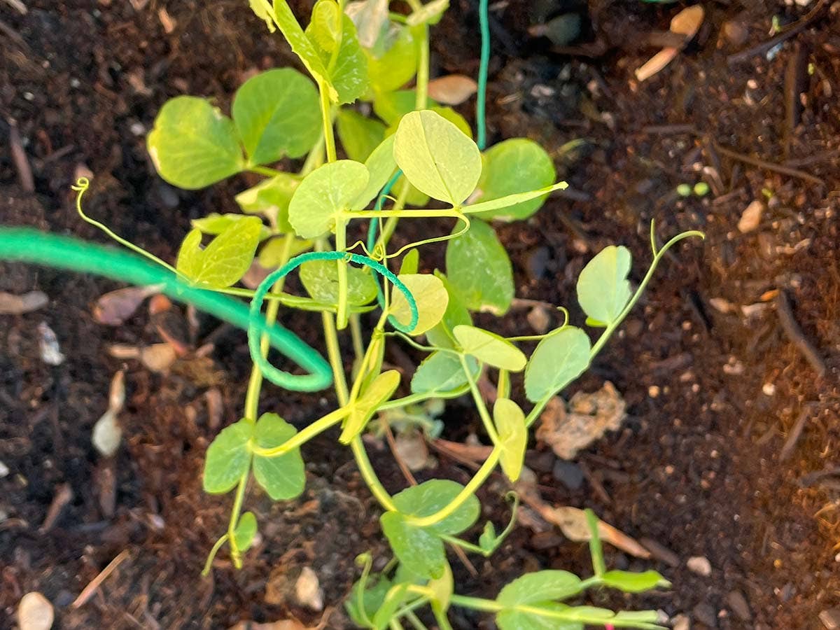 JARDIN Y NATURA OUTDOOR & GARDEN PRODUCTS SL - Wholesale Garden Tool - Rugged tie for climbing plants 50 meters - Trepatie2