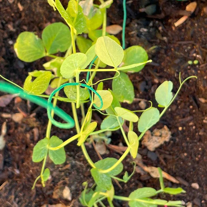 JARDIN Y NATURA OUTDOOR & GARDEN PRODUCTS SL - Wholesale Garden Tool - Rugged tie for climbing plants 50 meters - Trepatie2